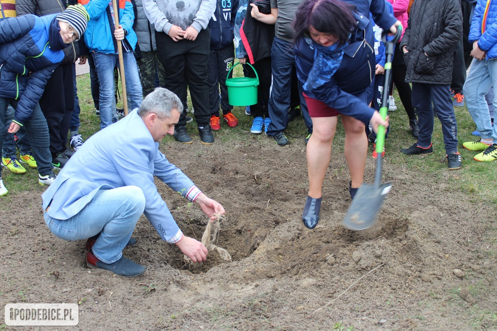 Jedno ze stu tysięcy drzewek trafiło do Poddębic.