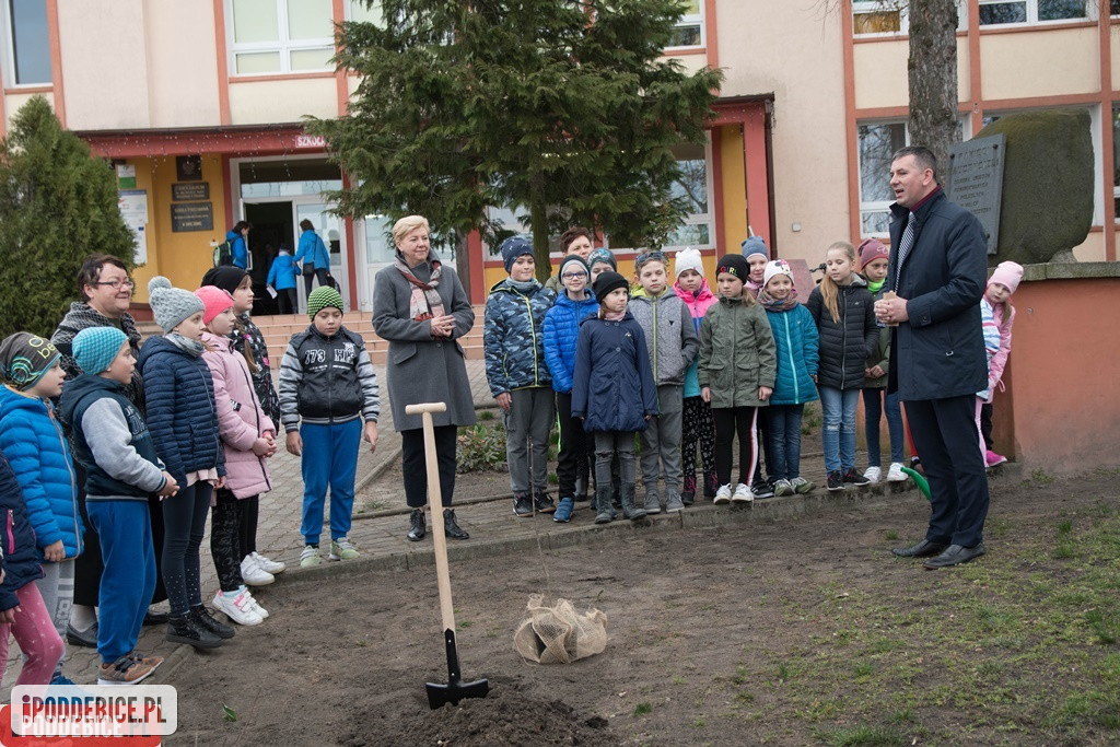 Jedno ze stu tysięcy drzewek trafiło do Poddębic.