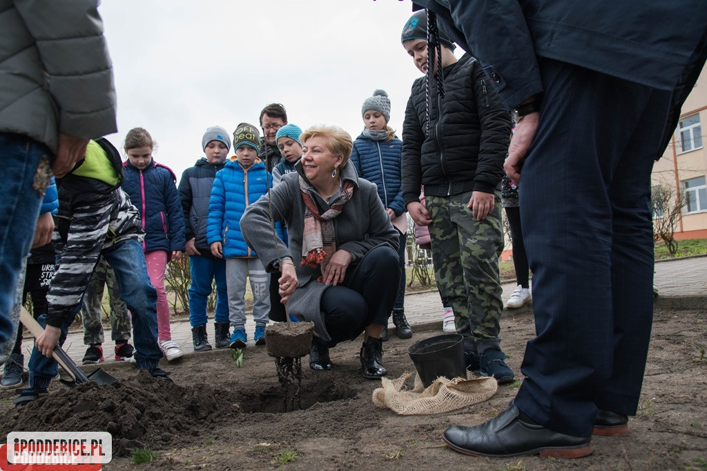 Jedno ze stu tysięcy drzewek trafiło do Poddębic.