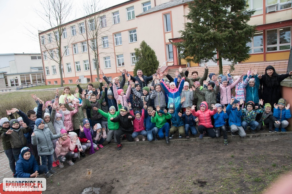 Jedno ze stu tysięcy drzewek trafiło do Poddębic.