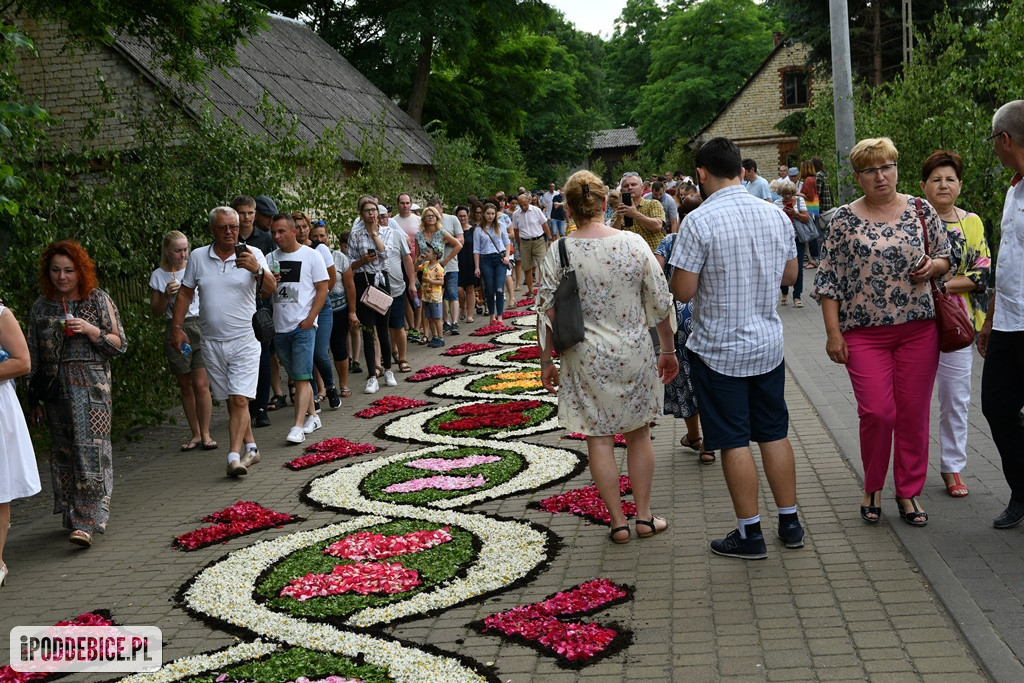 Kwietne dywany w Spycimierzu