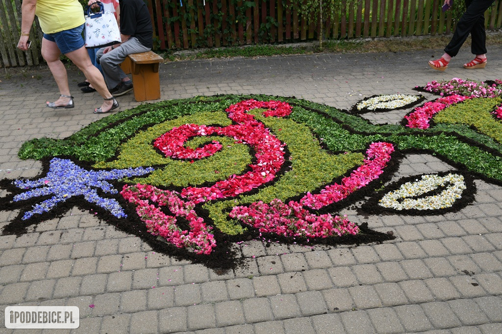 Kwietne dywany w Spycimierzu