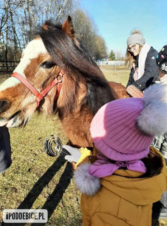 Walentynki w Ktosiowie, czyli azyl dla koni