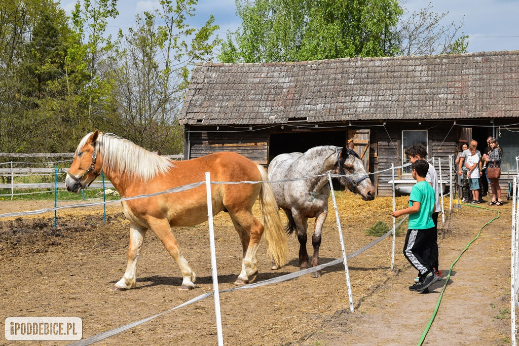 Majówka w Ktosiowie wśród koni, które miały trafić do rzeźni [ZDJĘCIA]