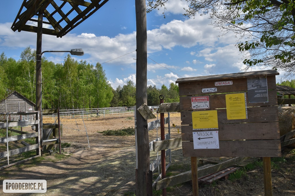 Majówka w Ktosiowie wśród koni, które miały trafić do rzeźni [ZDJĘCIA]