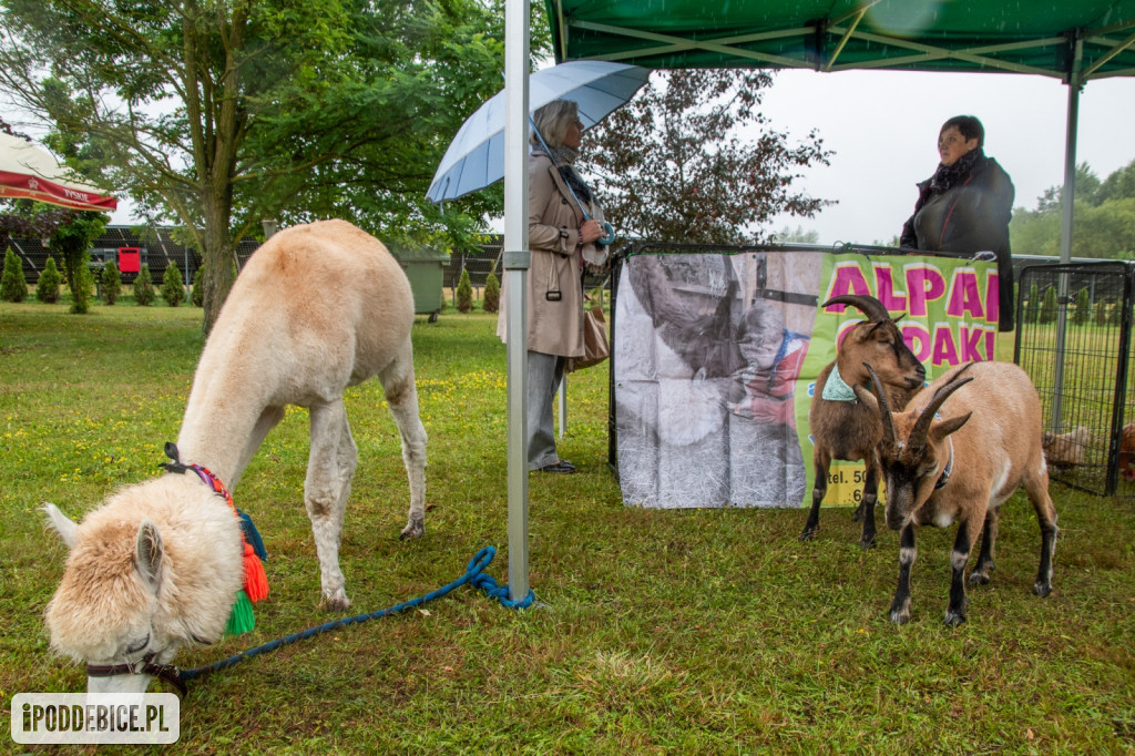 XII edycja Festiwalu Lawendy w Uniejowie