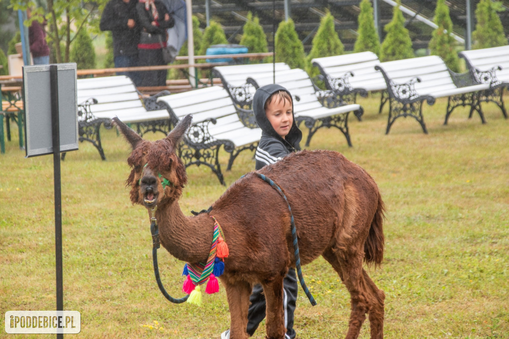 XII edycja Festiwalu Lawendy w Uniejowie