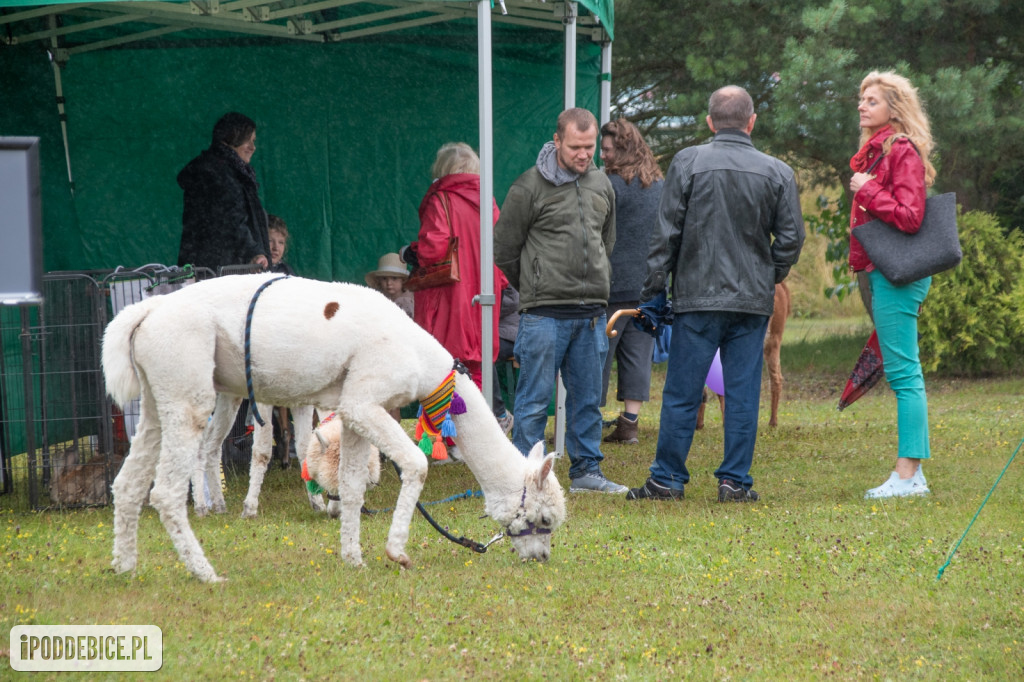 XII edycja Festiwalu Lawendy w Uniejowie