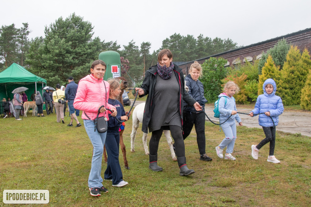 XII edycja Festiwalu Lawendy w Uniejowie