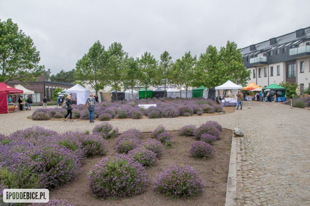 XII edycja Festiwalu Lawendy w Uniejowie