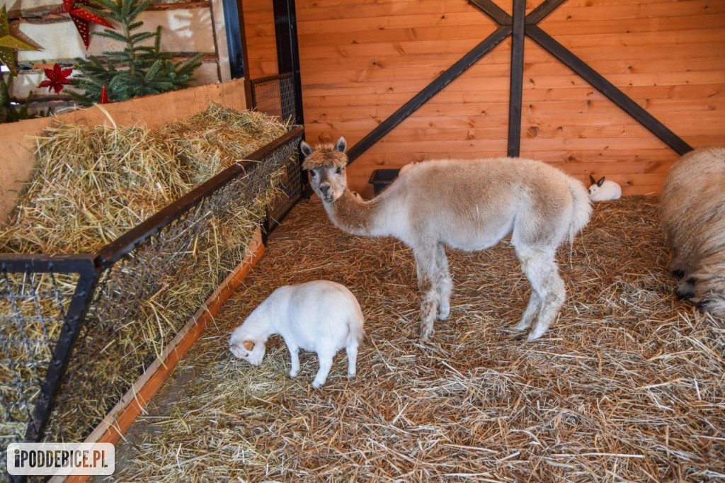 Żywa szopka bożonarodzeniowa w Zoo Borysew