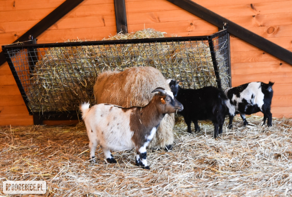 Żywa szopka bożonarodzeniowa w Zoo Borysew
