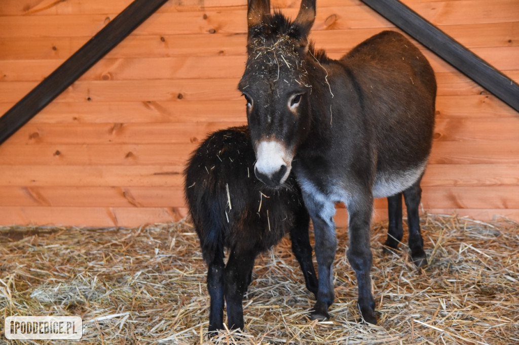 Żywa szopka bożonarodzeniowa w Zoo Borysew