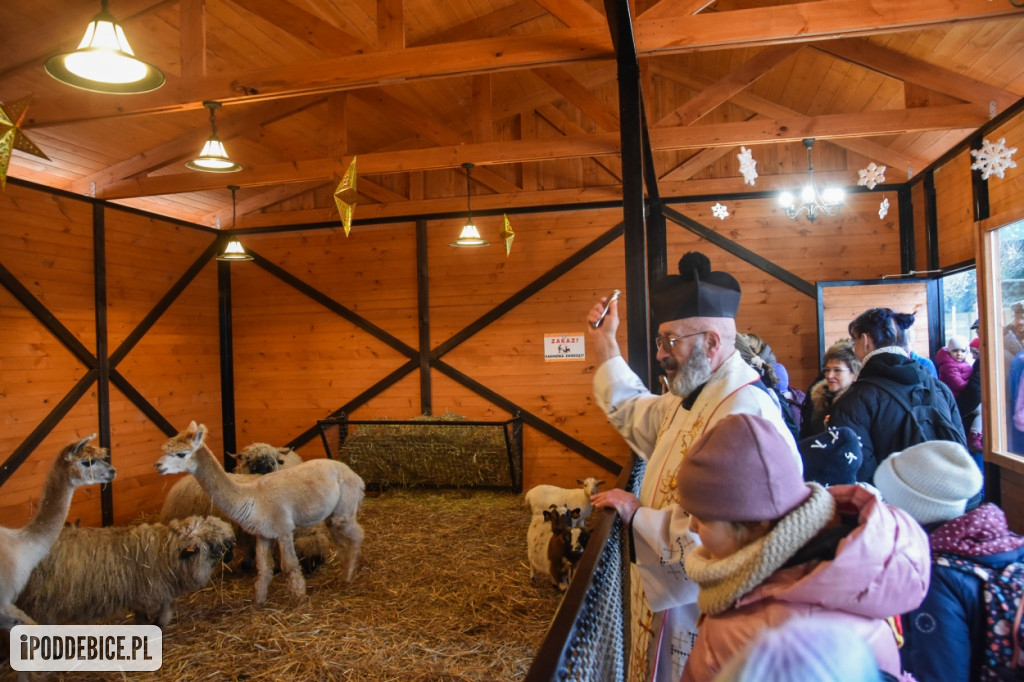 Żywa szopka bożonarodzeniowa w Zoo Borysew
