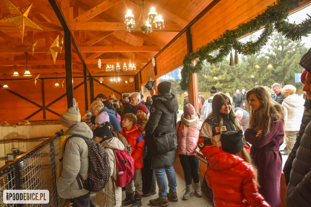 Żywa szopka bożonarodzeniowa w Zoo Borysew