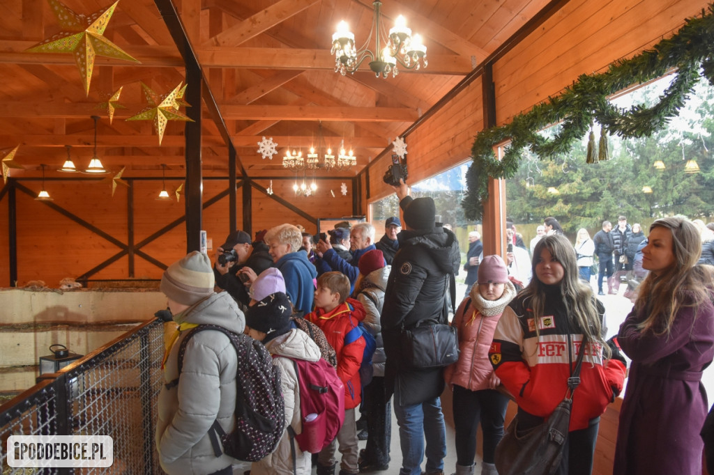Żywa szopka bożonarodzeniowa w Zoo Borysew