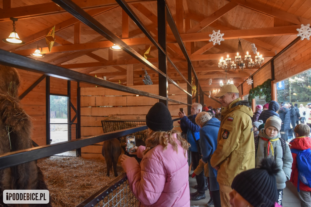 Żywa szopka bożonarodzeniowa w Zoo Borysew