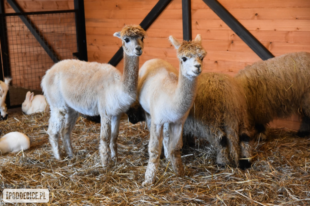 Żywa szopka bożonarodzeniowa w Zoo Borysew