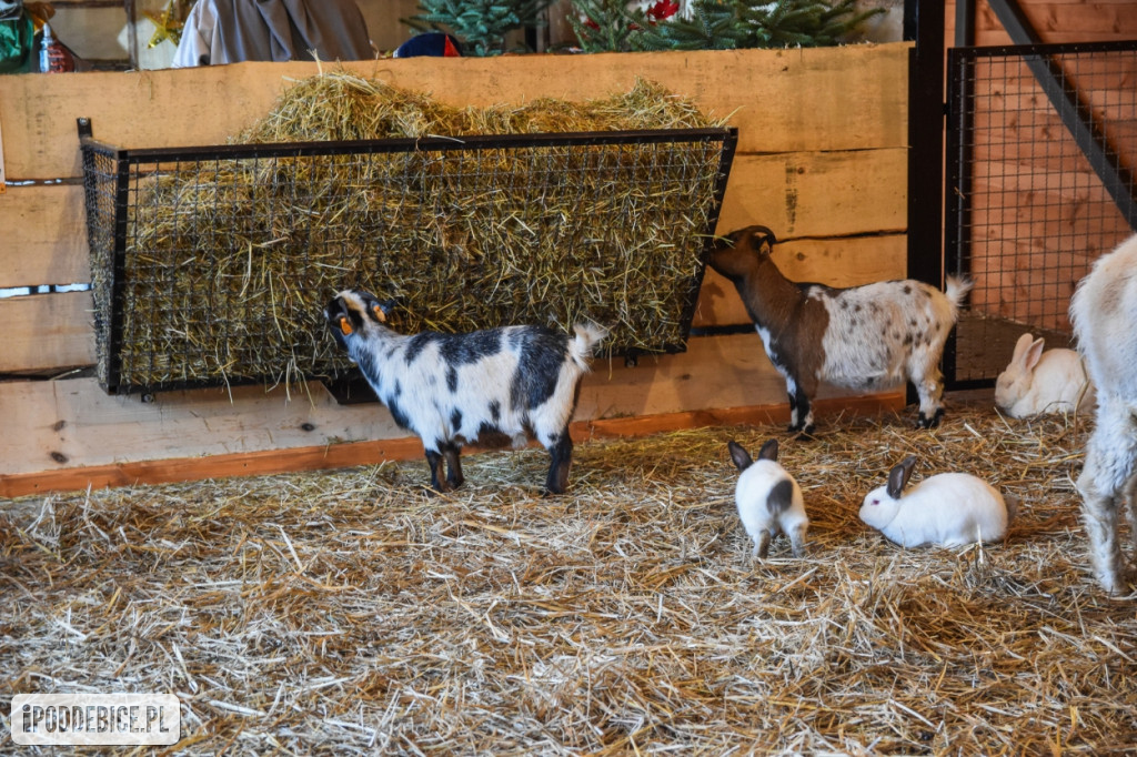 Żywa szopka bożonarodzeniowa w Zoo Borysew