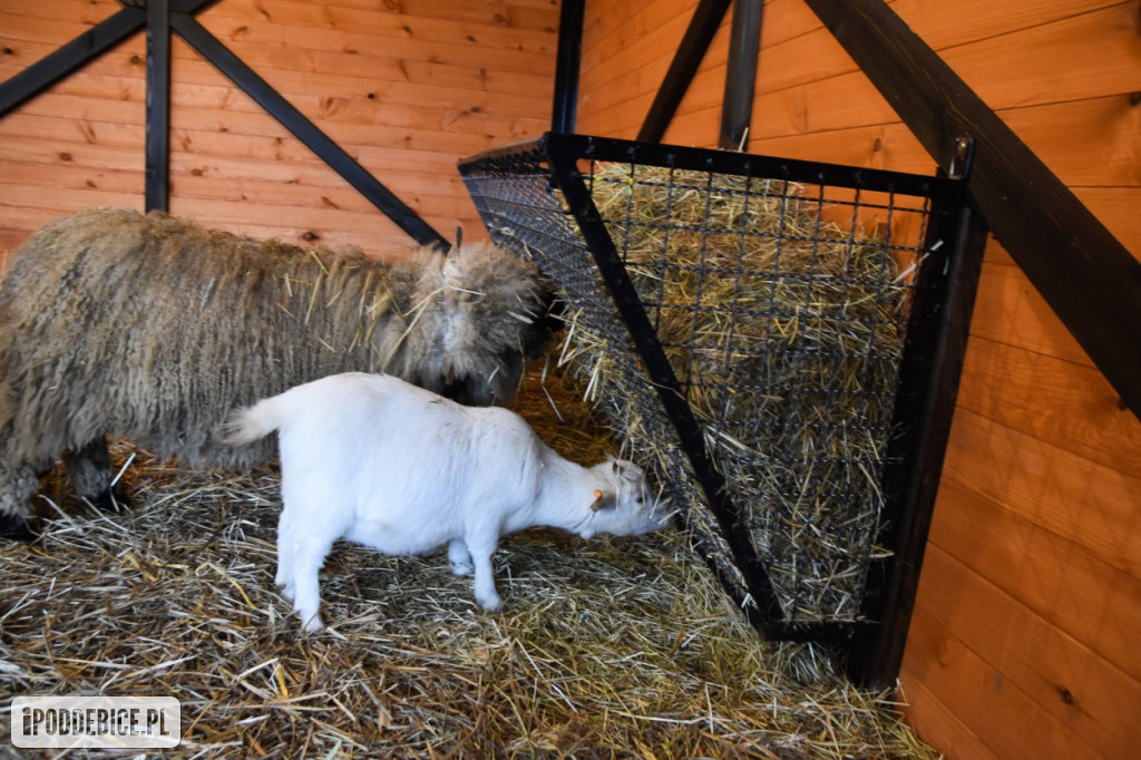 Żywa szopka bożonarodzeniowa w Zoo Borysew