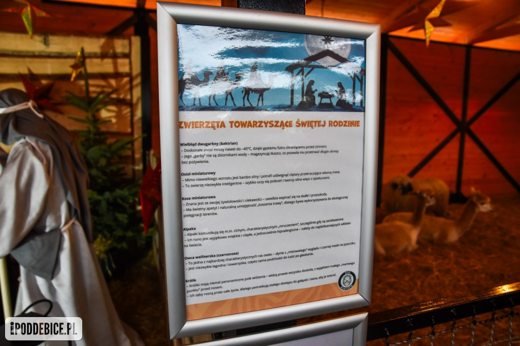 Żywa szopka bożonarodzeniowa w Zoo Borysew