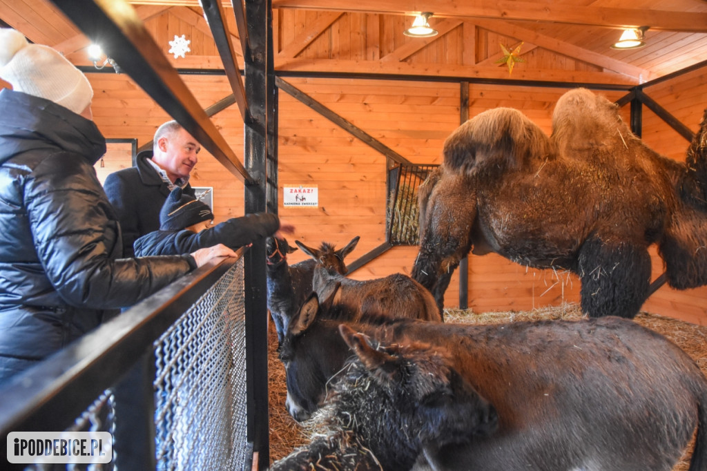 Żywa szopka bożonarodzeniowa w Zoo Borysew
