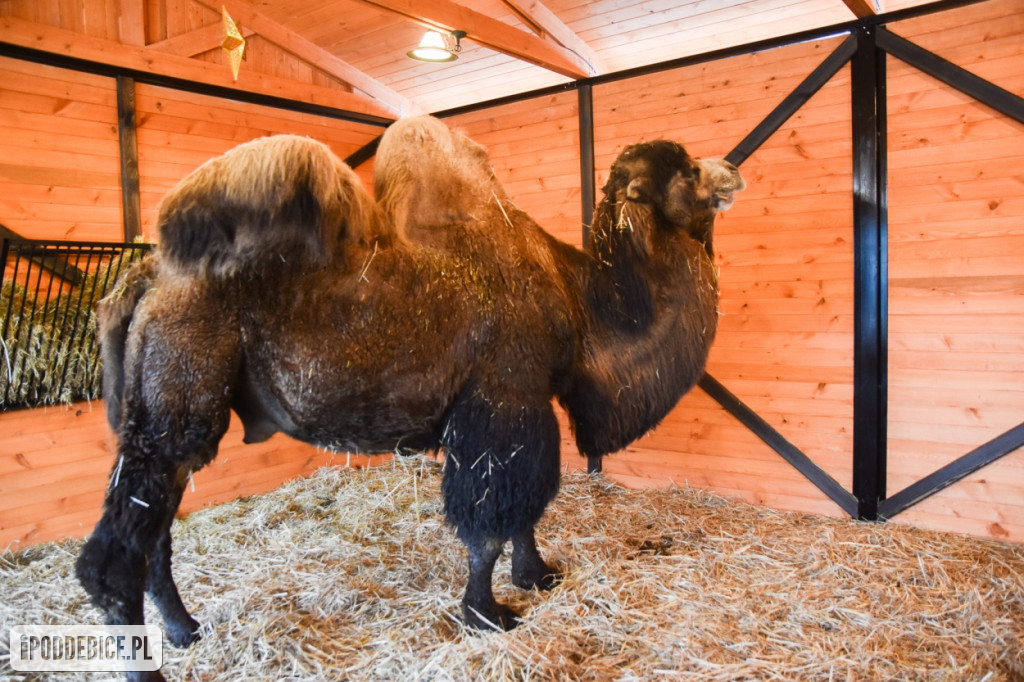 Żywa szopka bożonarodzeniowa w Zoo Borysew