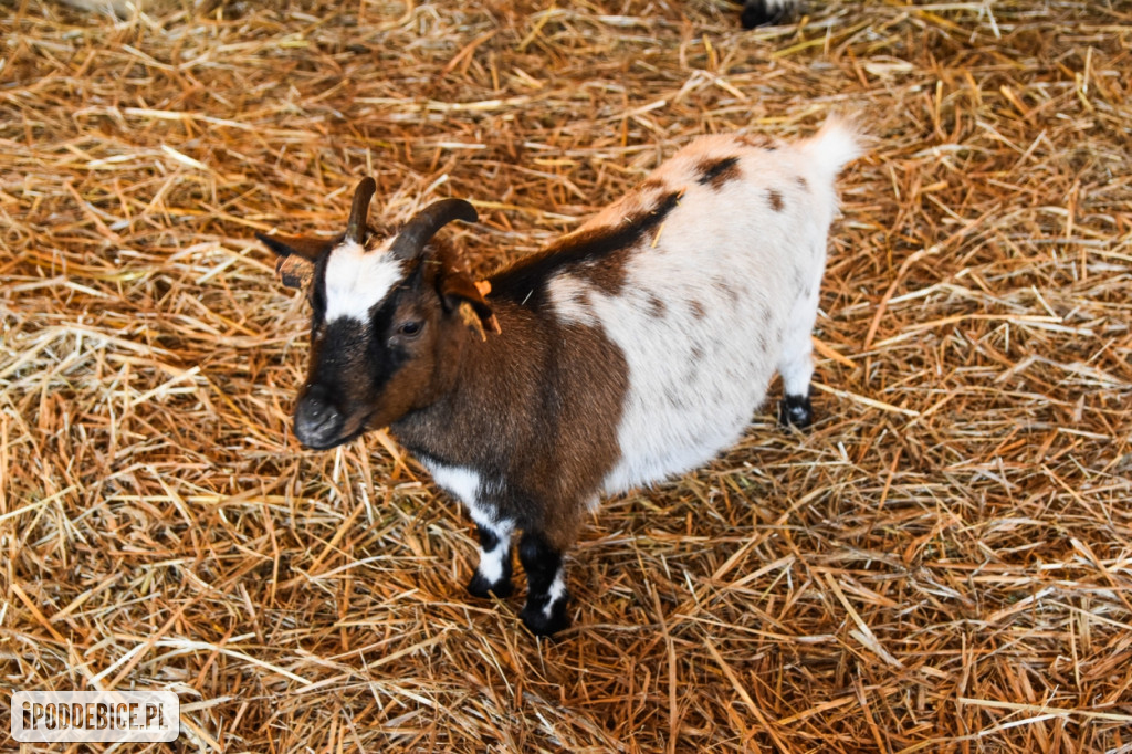 Żywa szopka bożonarodzeniowa w Zoo Borysew