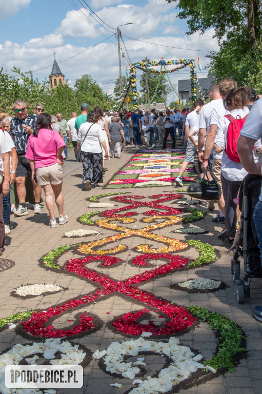 Tak wyglądały kwietne dywany