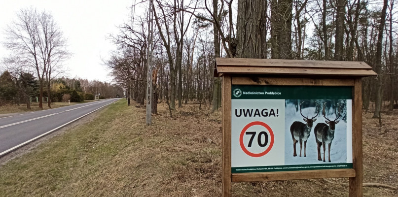 Jednym z miejsc, gdzie pojawiła się nowa tablica jest Rodrysin na drodze krajowej nr 72 - trasa Poddębice- Uniejów, gdzie często dochodzi do zderzeń aut z przechodzącymi przez ulicę zwierzętami.  fot. Nadleśnictwo Poddębice. 
