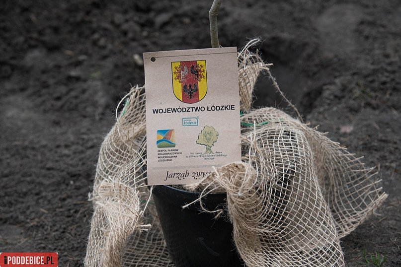 Jedno ze stu tysięcy drzewek trafiło do Poddębic.