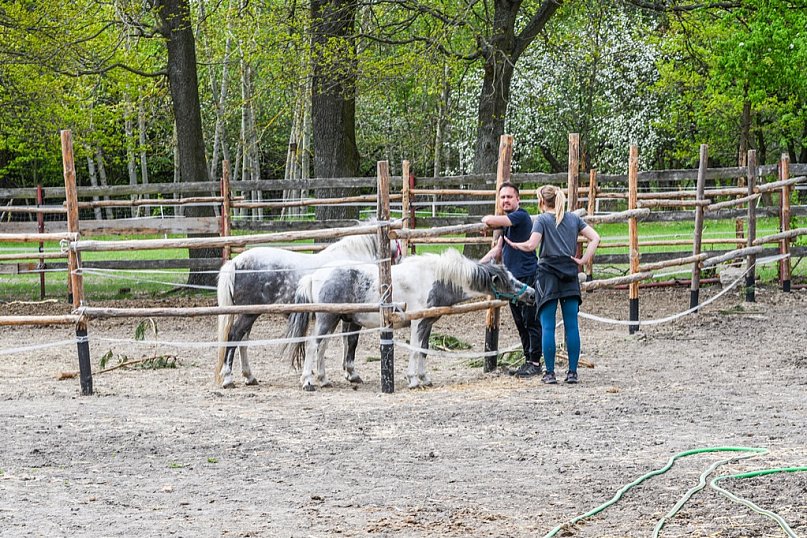 Majówka w Ktosiowie wśród koni, które miały trafić do rzeźni [ZDJĘCIA]