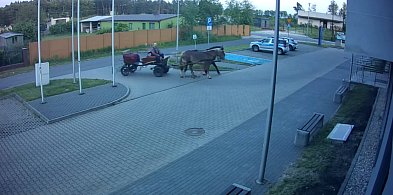 W Poddębicach pijany woźnica przyjechał na policyjny parking [WIDEO]-9778