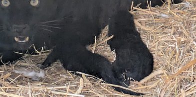 W Zoo Borysew na świat przyszły dwa czarne lamparty-10180