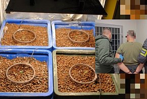 Policja zlikwidowała domową uprawę konopi. 45-latek zatrzymany w powiecie-10918