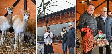 Żywa szopka bożonarodzeniowa w Zoo Borysew. Bezpłatna atrakcja czynna codziennie-11019