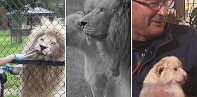 Smutne pożegnanie w Zoo w Borysewie. Odszedł Sahim, legendarny biały lew