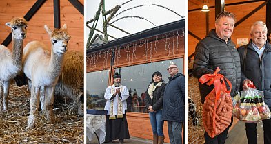 Żywa szopka bożonarodzeniowa w Zoo Borysew. Bezpłatna atrakcja czynna codziennie