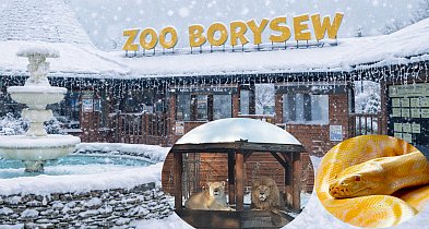 Zoo w Borysewie gotowe na ferie. Wychowankowie domów dziecka wejdą za 1 zł!
