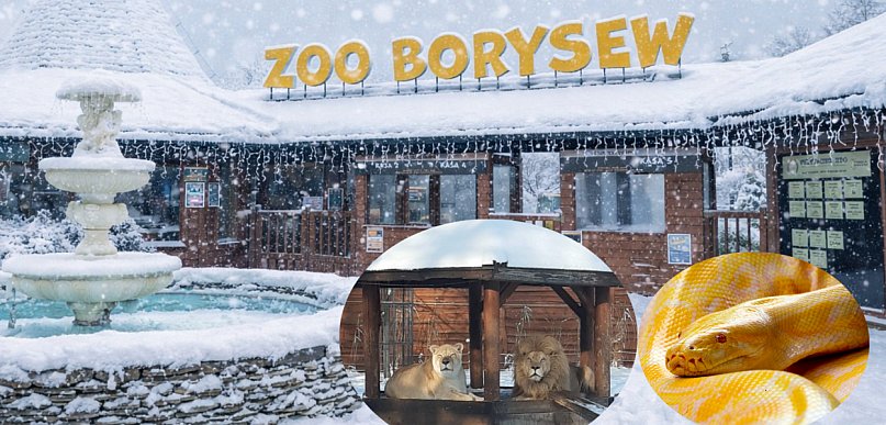 Zoo w Borysewie gotowe na ferie. Wychowankowie domów dziecka wejdą za 1 zł!