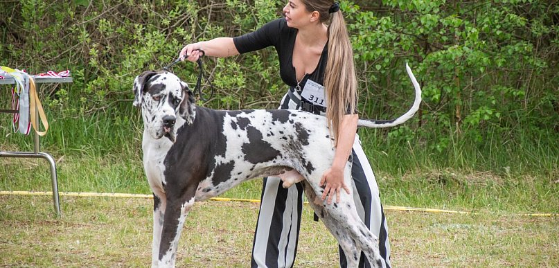 W weekend trwa 32. Międzynarodowa Wystawa Psów Rasowych w Uniejowie