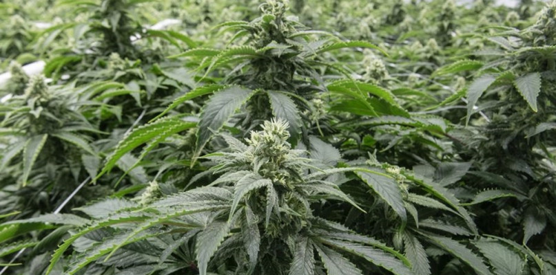 zdjęcie ilustracyjne