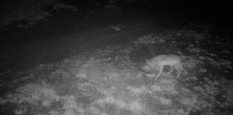 źródło:https://www.facebook.com/nadlesnictwo.poddebice/posts/1081959432224747. Nadleśnictwo Poddębice