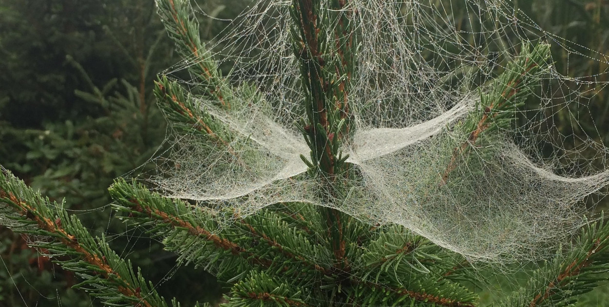 Kupujesz żywą choinkę na święta? Ten szczegół łatwo przeoczyć przed wniesieniem do domu
