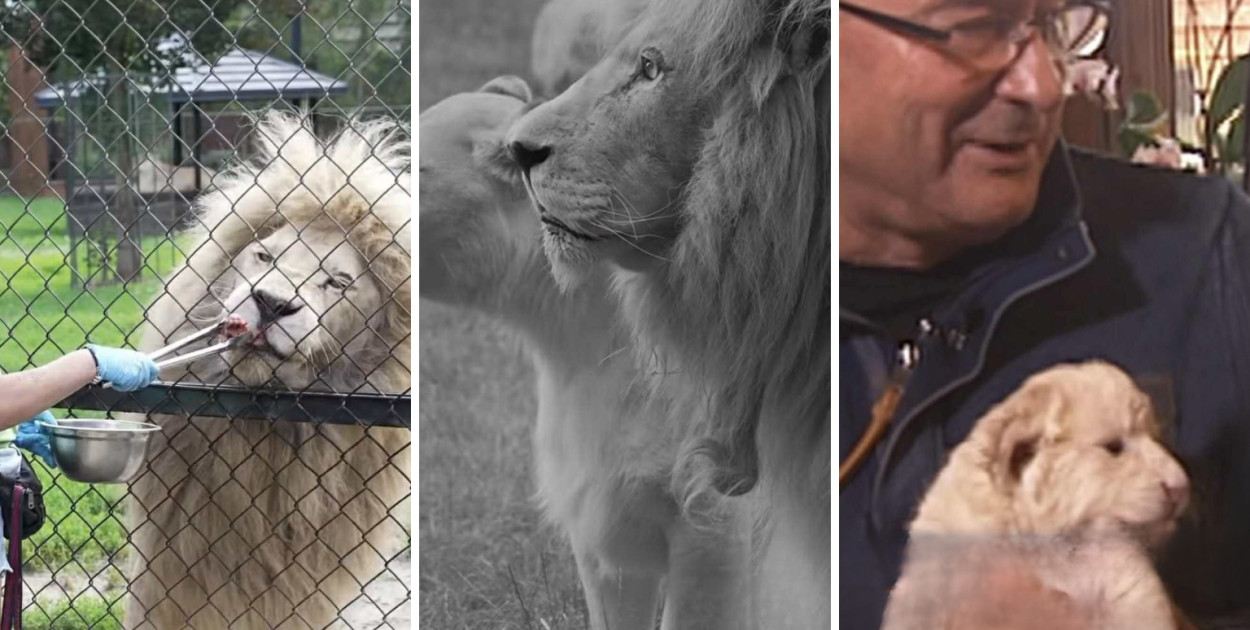 Smutne pożegnanie w Zoo w Borysewie. Odszedł Sahim, legendarny biały lew